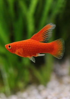 Red High-Fin Platy