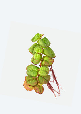Red Root Floater