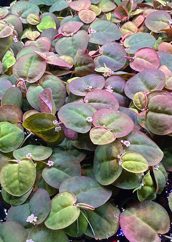 Red Root Floater