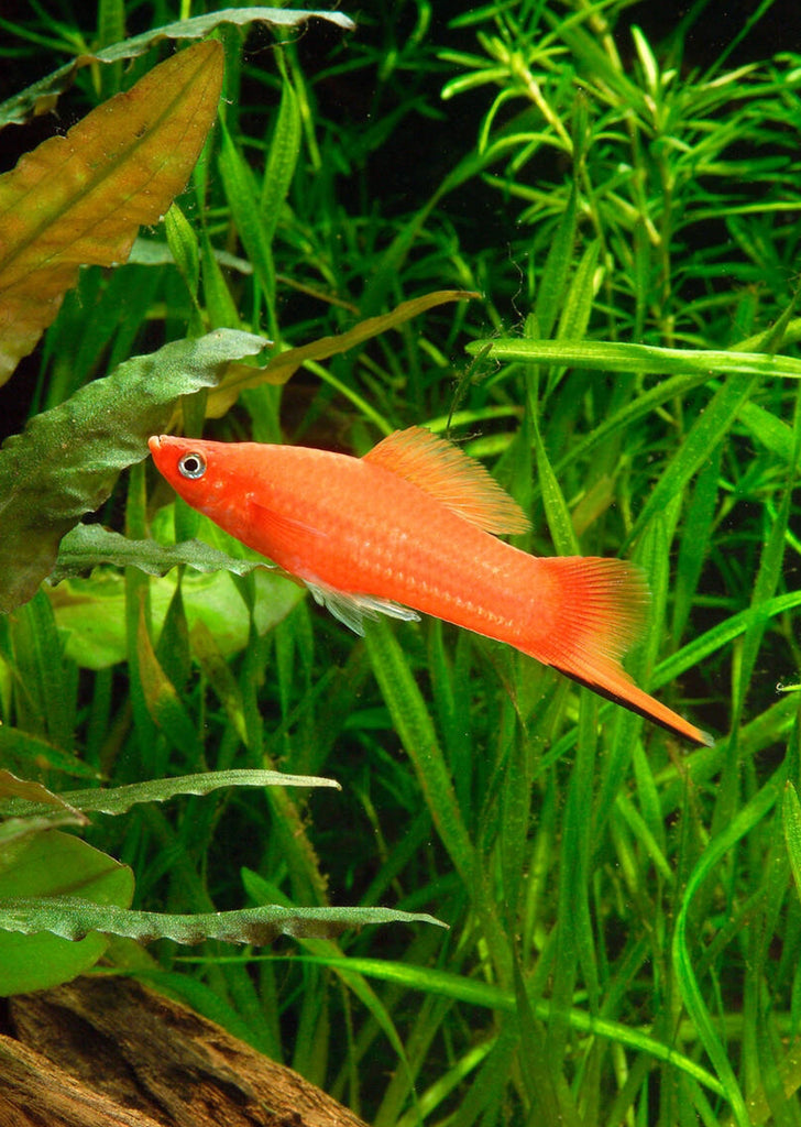 Red Swordtail