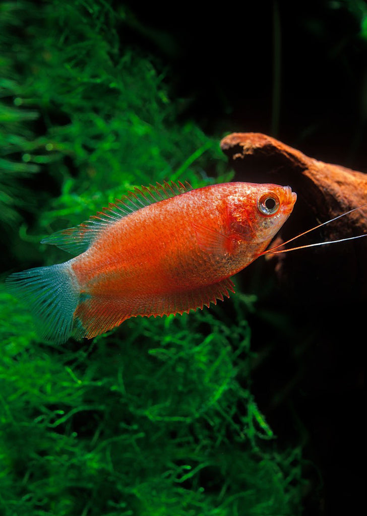 Red Thicklip Gourami