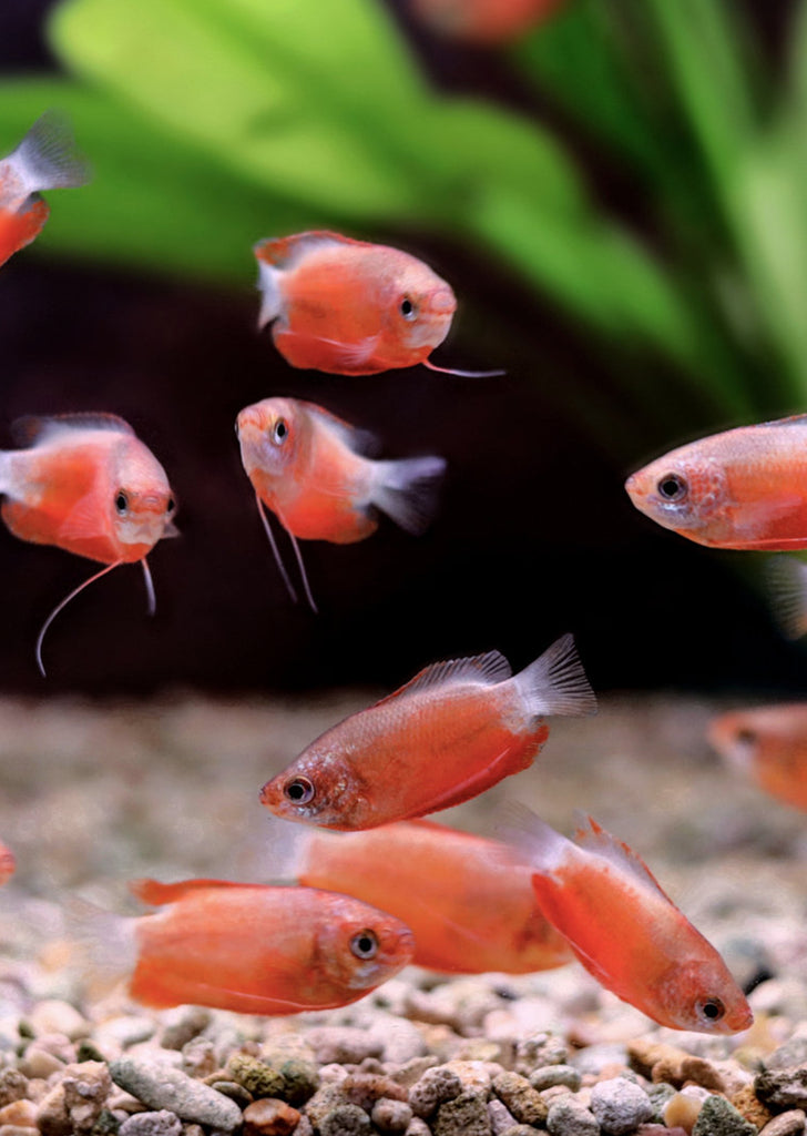 Red Thicklip Gourami