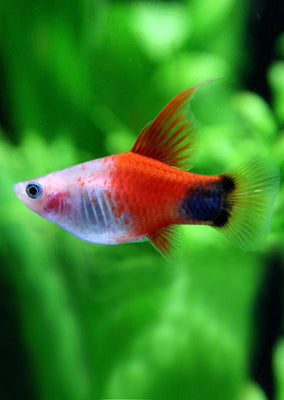 Red White HiFin Platy