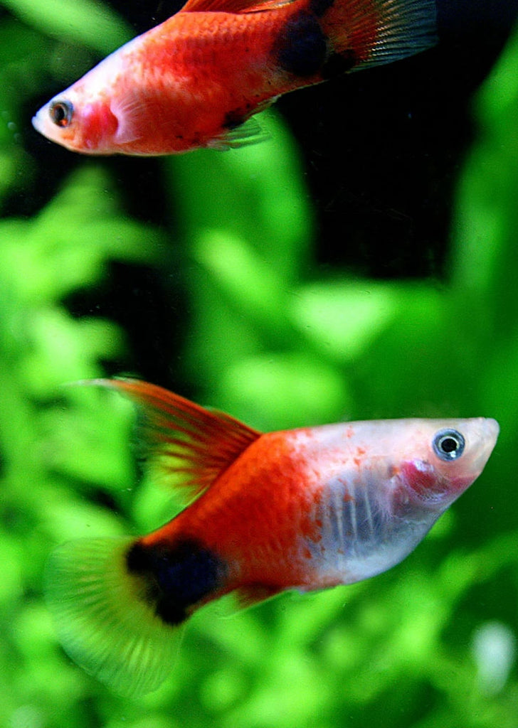 Red White HiFin Platy