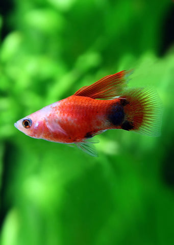 Red White HiFin Platy