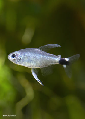 Reed Tetra