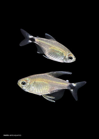 Reed Tetra