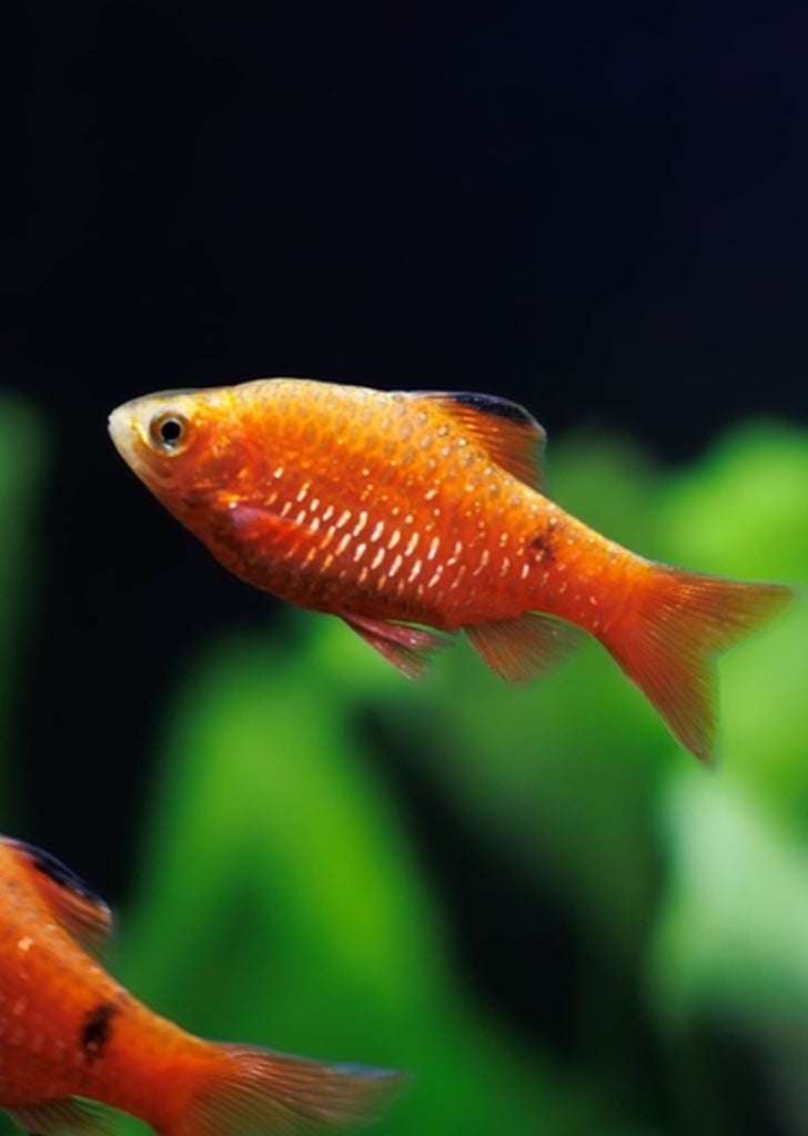 Rosy Barb