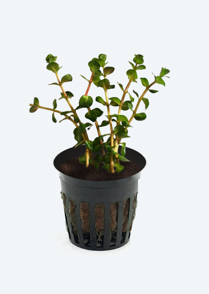 Rotala macrandra 'Mini Butterfly'