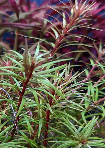 Rotala sp. 'Mexicana'
