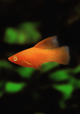 Ruby Albino High-Fin Platy