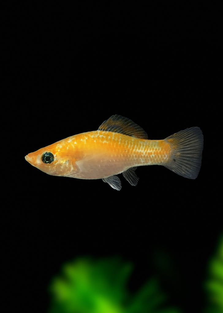 Safran Molly