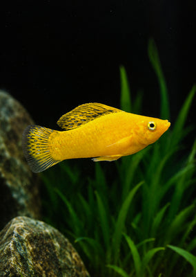 Saffron Molly