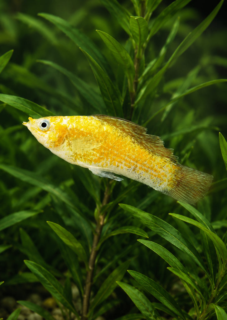 Saffron Molly