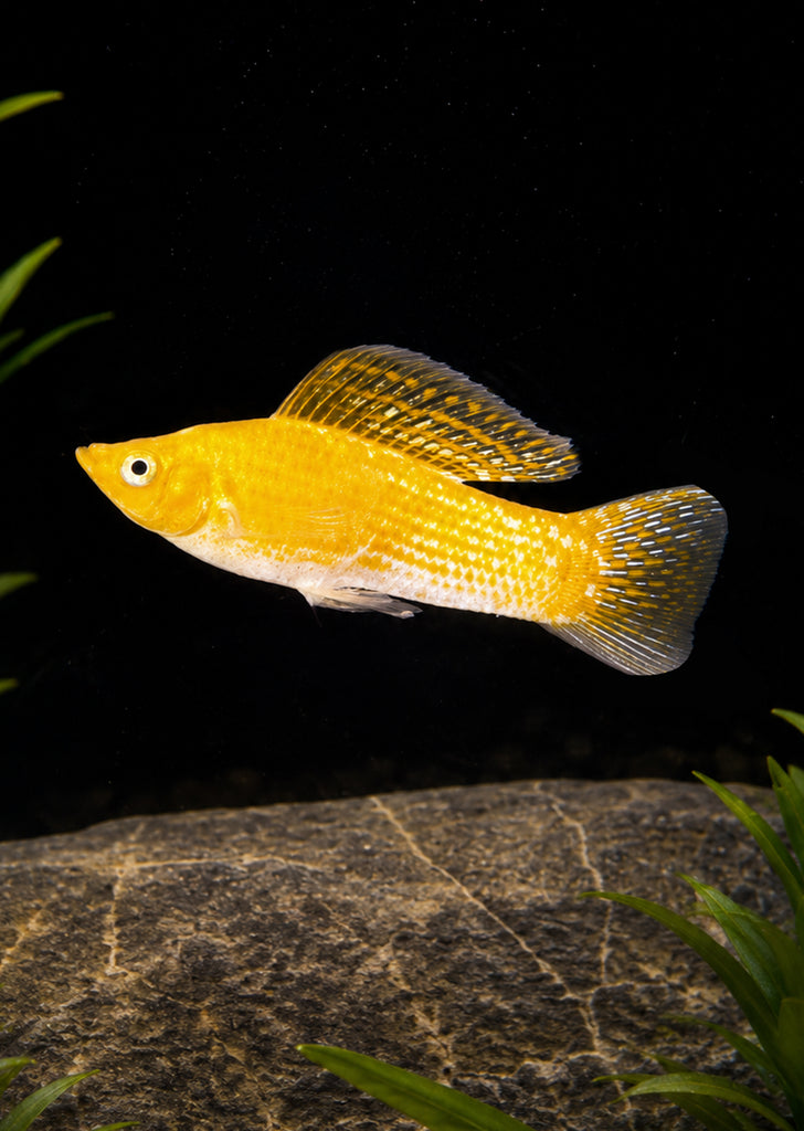 Saffron Molly