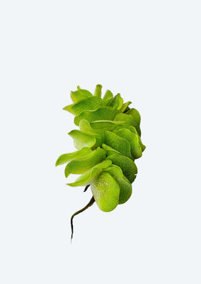 Salvinia Natans