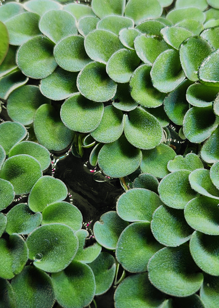 Salvinia Natans