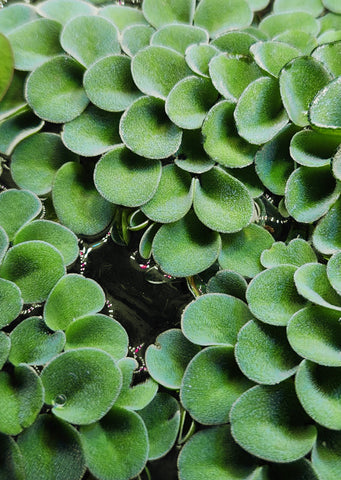 Salvinia Natans