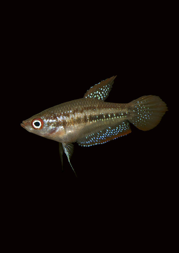 Schaller ́s Croaking Gourami