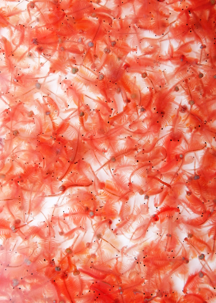 Artemia Cysts Brine Shrimp Eggs