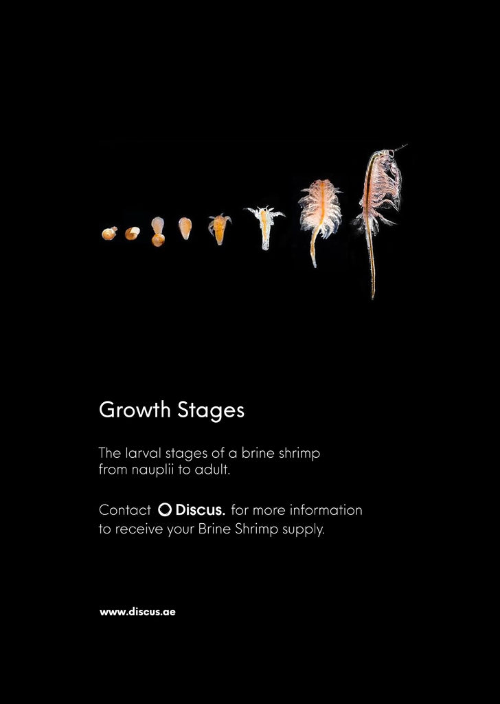 Artemia Cysts Brine Shrimp Eggs