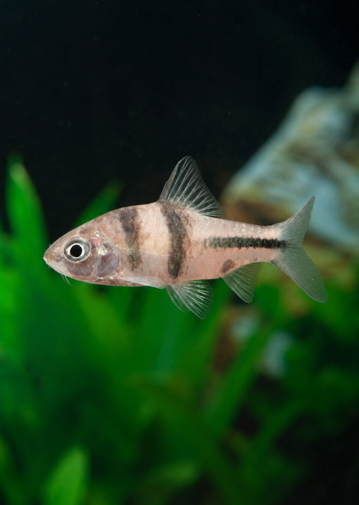 Spanner Barb