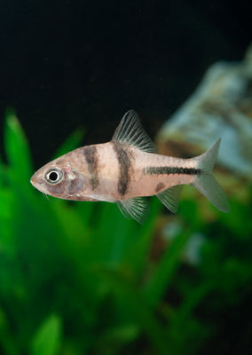 Spanner Barb