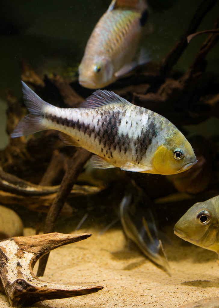 Spanner Barb