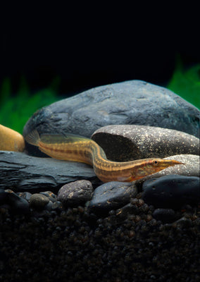 Spiny Eel