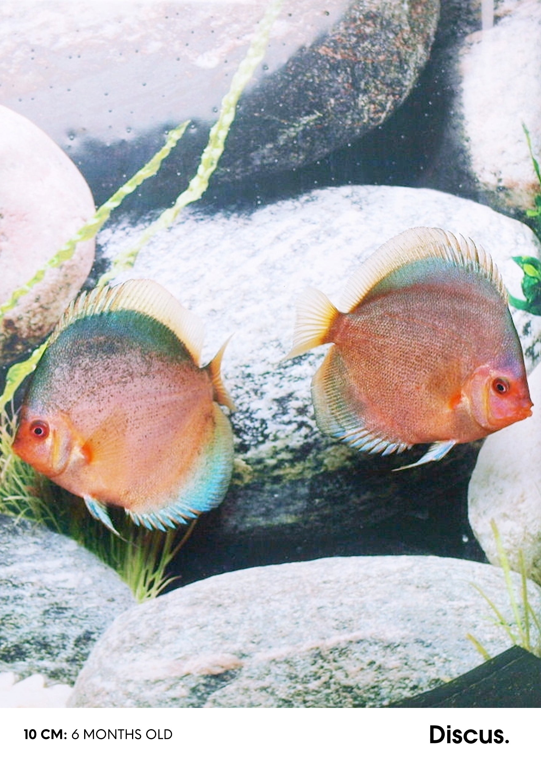 Stendker Discus Chart Stendker - Dark Angel