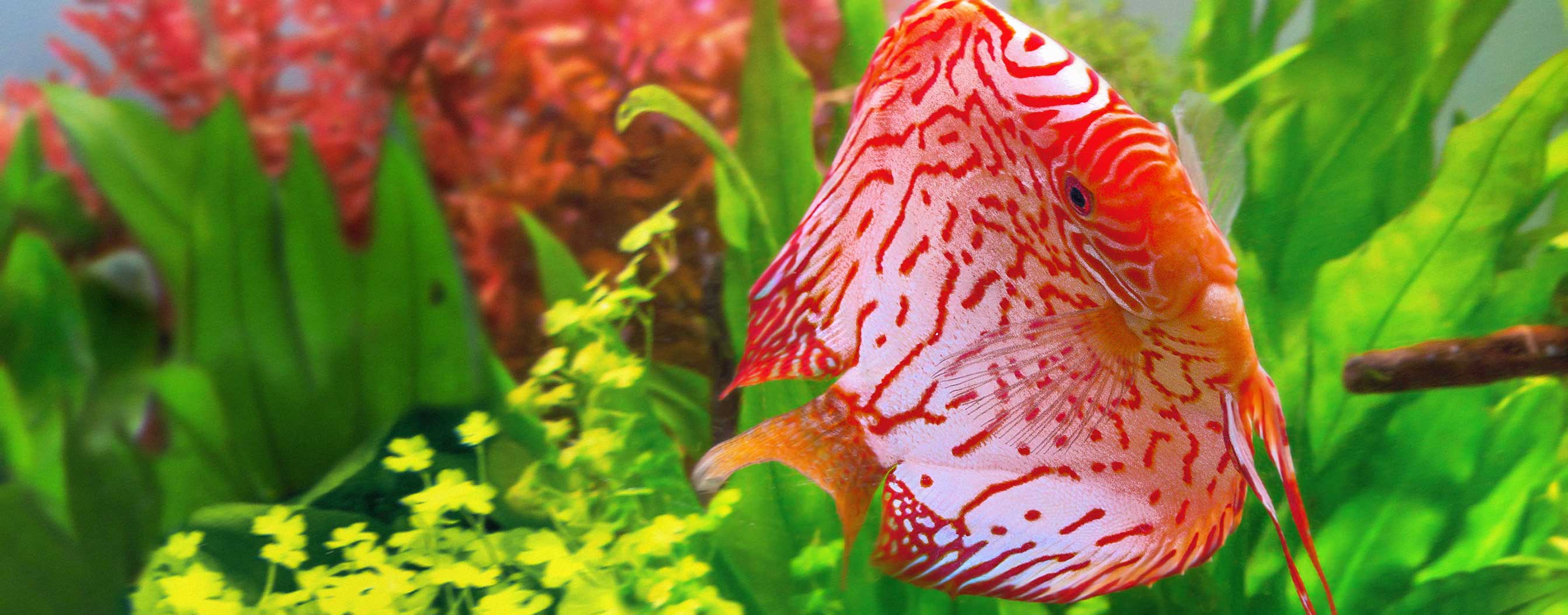 Stendker Discus Chart Online Aquarium Store | Buy 100% now in Dubai, Abu Dhabi, all UAE ...