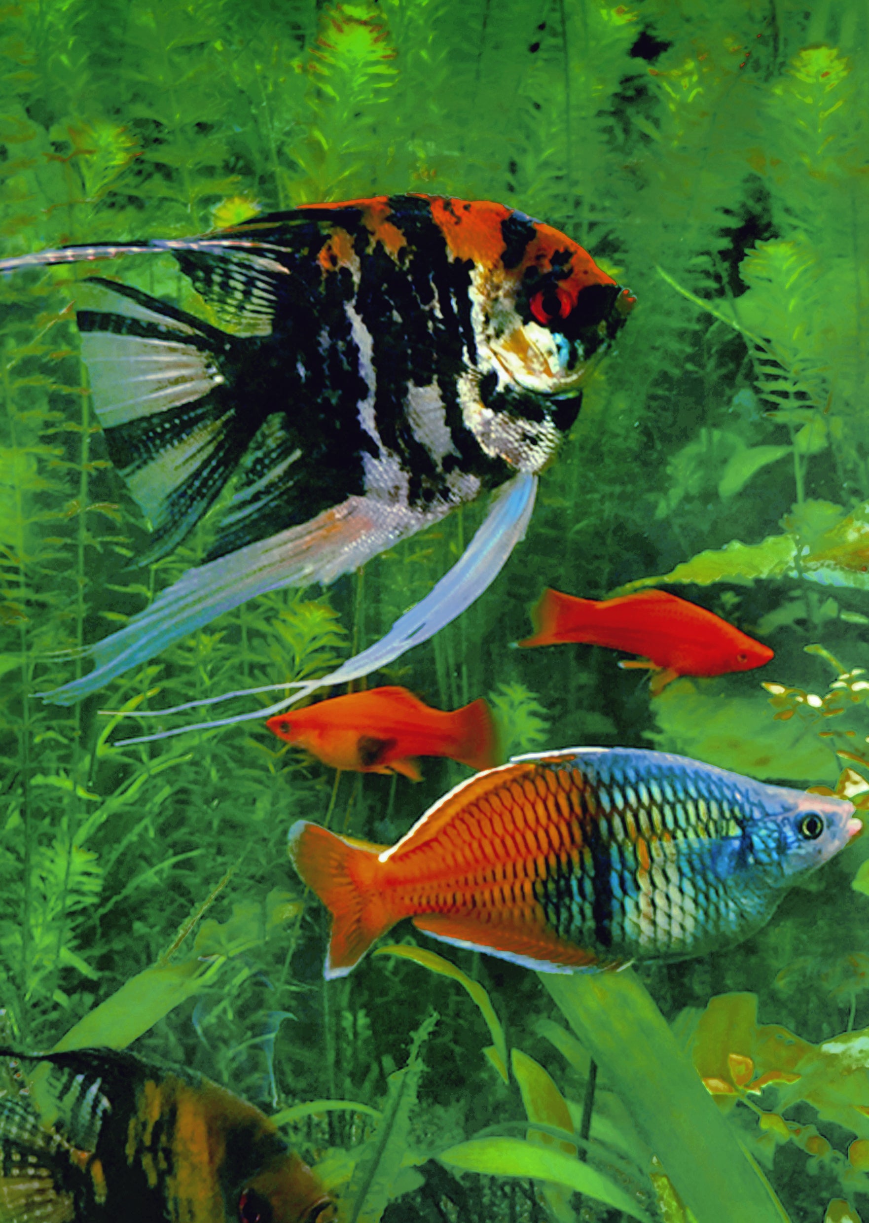 Stendhal Fish Original Stendker Granulat (45g) | Dry Fish Food UAE | Discus.ae
