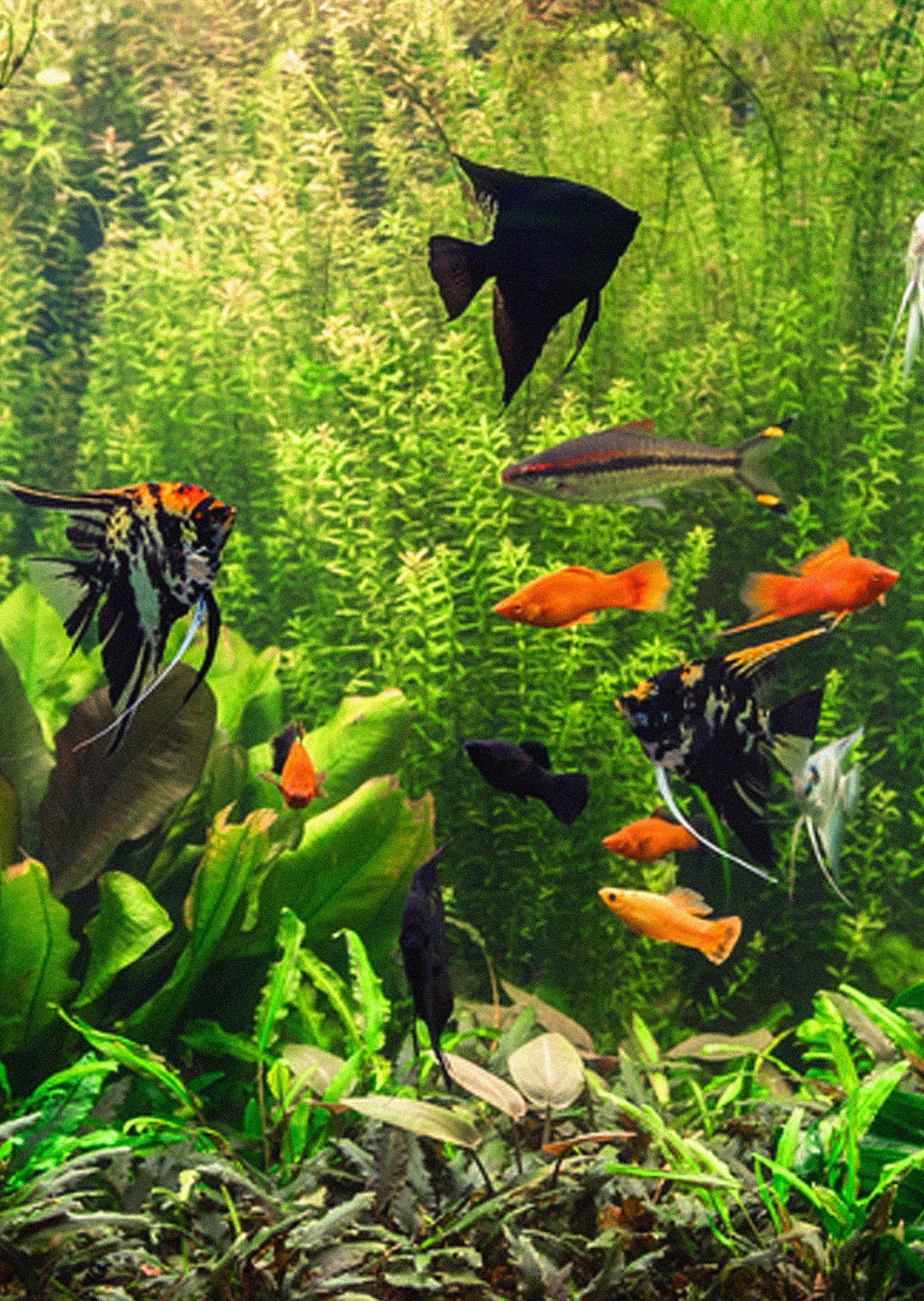 Stendhal Fish STENDKER Tropical Fish Food | Frozen Fish Food UAE | Discus.ae