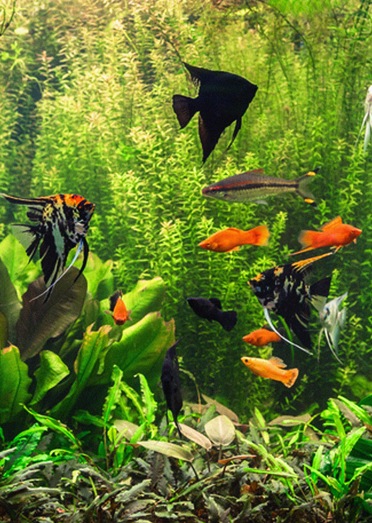 STENDKER Tropical Fish Food