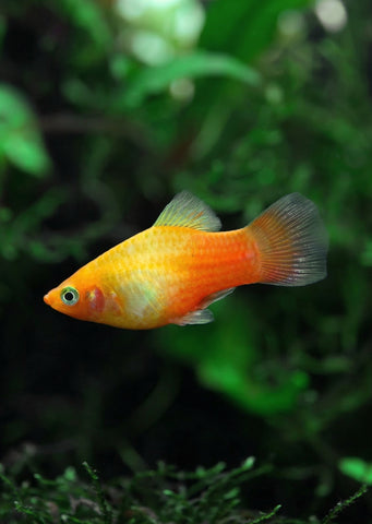 Sunset Platy
