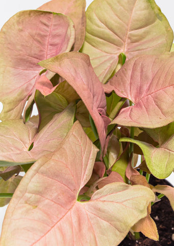 Syngonium Pink Neon