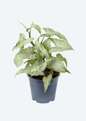 Syngonium Silver Pearl