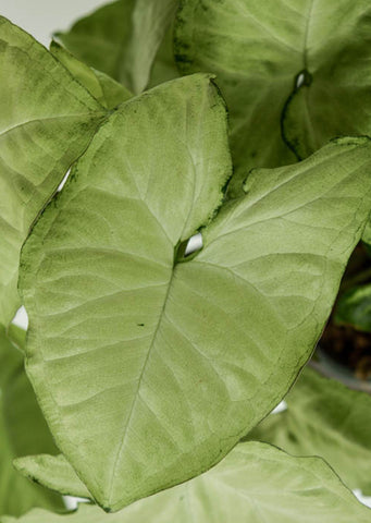 Syngonium Silver Pearl