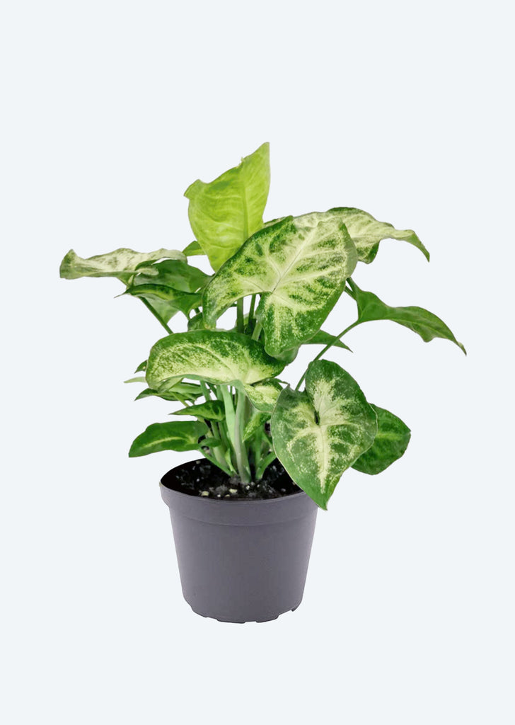 Syngonium White Butterfly