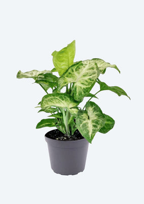 Syngonium White Butterfly