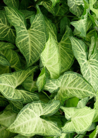 Syngonium White Butterfly