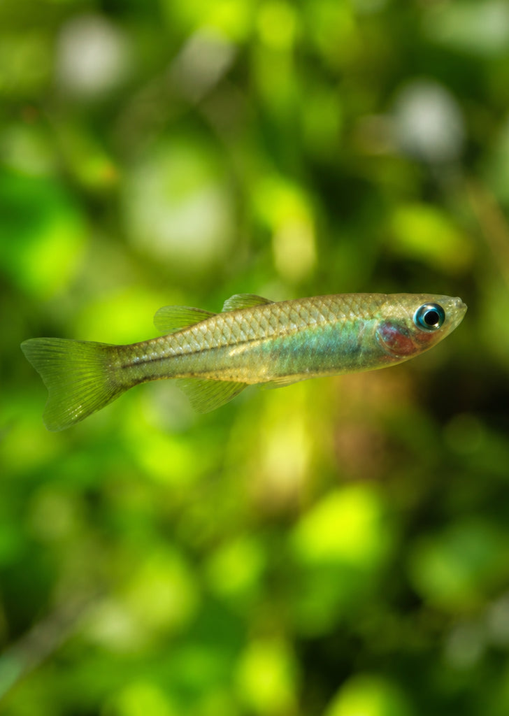 Tenellus Rainbowfish