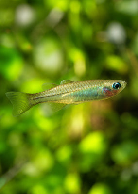 Tenellus Rainbowfish