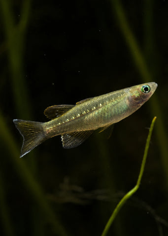 Tenellus Rainbowfish