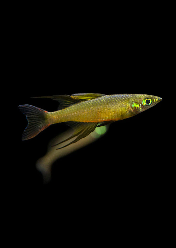 Threadfin Rainbowfish