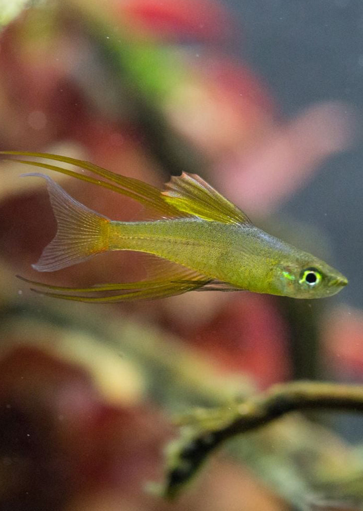 Threadfin Rainbowfish