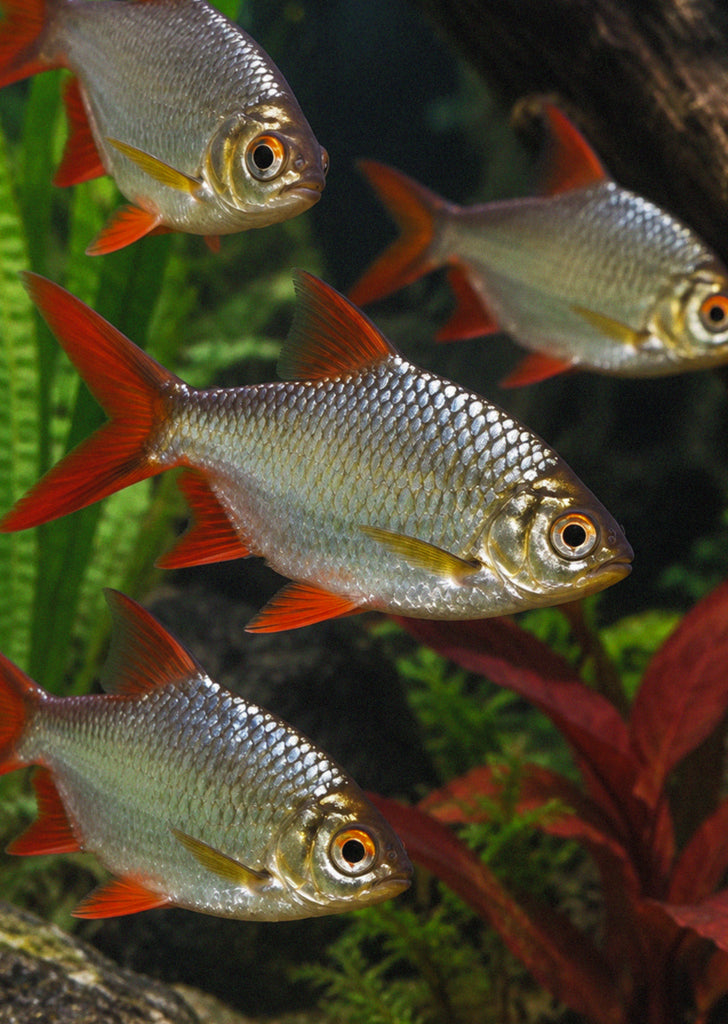 Tinfoil Barb