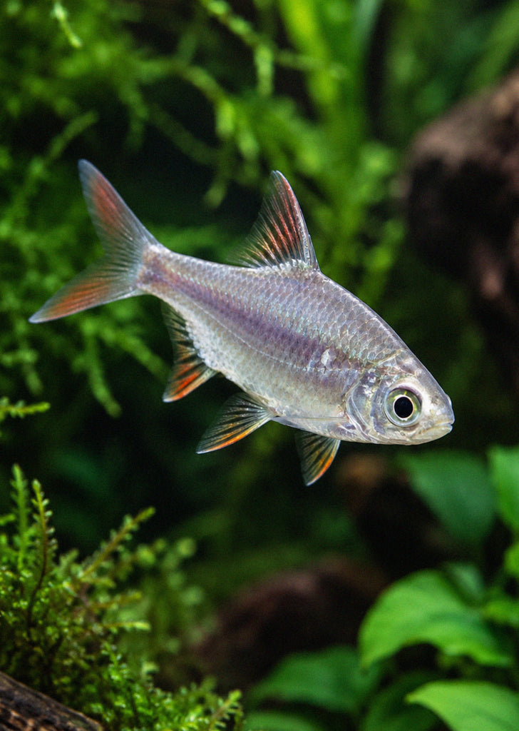 Tinfoil Barb