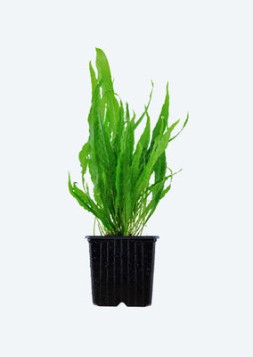 Microsorum pteropus XL