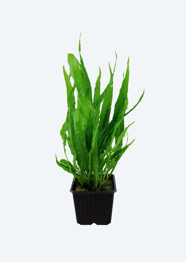 Microsorum pteropus XL